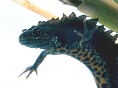 Salamandrowate (Salamandridae)