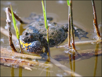 Ropuszkowate (Dicoglossidae)