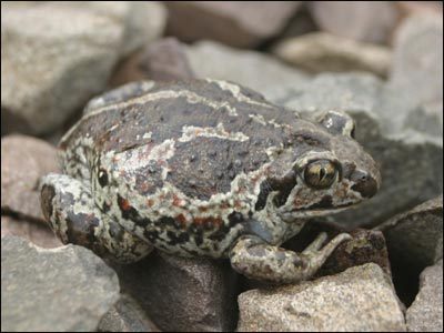 Grzebiuszkowate (Pelobatidae)
