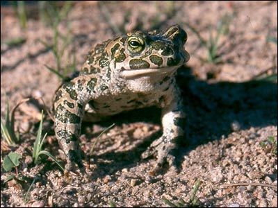 Ropuchowate (Bufonidae)