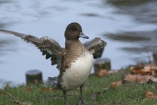 Swi2