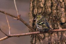 Czy_