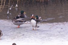 Mandarynka_0280