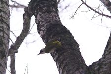 Zielony_0405
