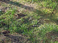 Zi_by_samiec_i_samica_i_mazurek