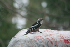 Stycze__2_2009_034