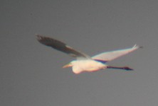 Is_img_0654