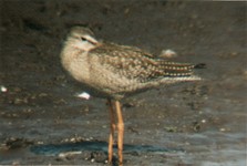 Bs_072009