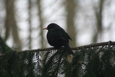 Zima_ptaki_2009_001
