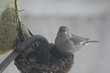 Zima_ptaki_2009_030