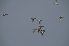Img_0977