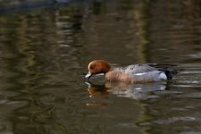 Swistun_mg_5145