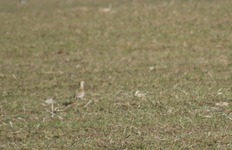 Biesiekierz_20.03.09_015