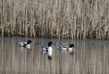 Img_1477