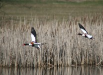 Img_1482