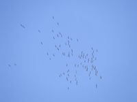 2009_0402ptaki20090377