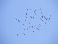 2009_0402ptaki20090381