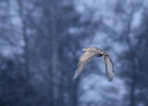 Img_1627