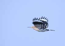 Img_1620