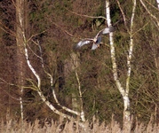 Biesiekierz_3.04._09__236_