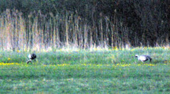 Zuraw190409