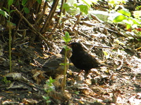 P4235258