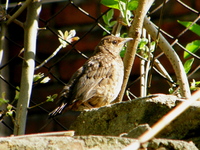 P4235270