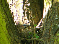 P4245285