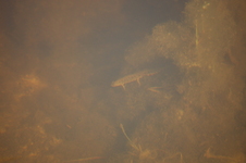 Triturus_vulgaris_-_traszka_zwyczajna
