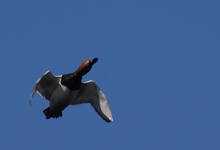 Podczele_26.04_09_314