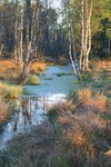 Siedlisko_bobr_w