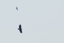 Podczele_i_pustu_ki._3.05._09_136