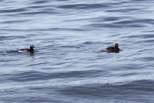 Ko_obrzeg_7.05._09_056