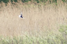 Ko_obrzeg_7.05._09_083