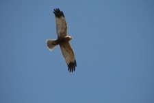 Img_1916