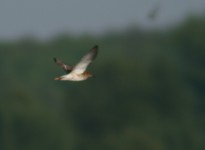 Img_2754
