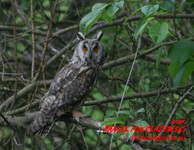 Is_img_4112
