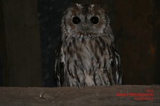 Is_img_0200a