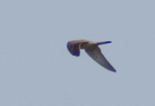 Imgp5398sm