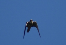 Niek_onice_28.05._09_101