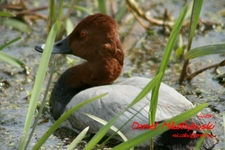 Is_img_4231