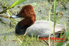 Is_img_4233