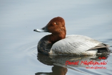 Is_img_4240