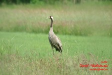 Is_img_4523
