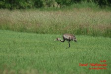 Is_img_4532