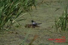 Is_img_4955