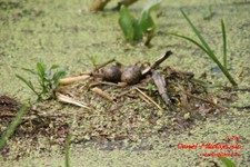 Is_img_4879