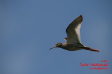 Is_img_4977