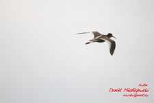 Is_img_4872