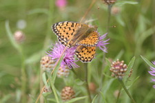 Aglaja